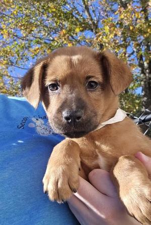 Audrey-MAPFRE event 10-1:30pm, Australian Shepherd / Retriever, puppy, available for adoption