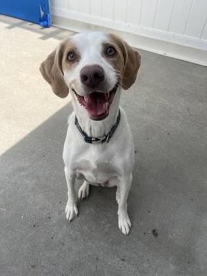 A happy white and brown dog with floppy ears sitting on a concrete surface.