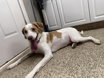 Penny, Hound / Mixed Breed, adult, available for adoption