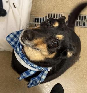 Kuma (FKA Trent), Shepherd / Mixed Breed, senior, available for adoption