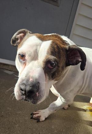 Bounce, American Bulldog / Mixed Breed, adult, available for adoption