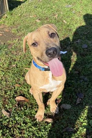 Stryker, Pit Bull Terrier / Mixed Breed, puppy, available for adoption