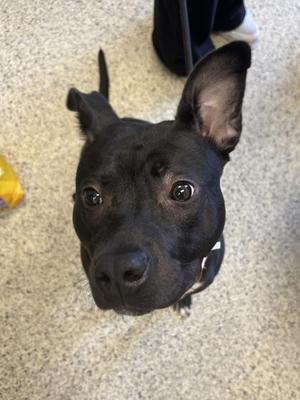 Nani, Pit Bull Terrier / Mixed Breed, puppy, available for adoption