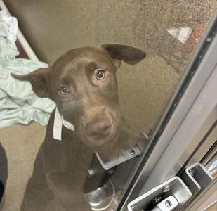 a brown dog looking through a glass door