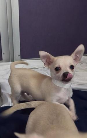 A small chihuahua dog with light brown fur and large ears is standing on a bed. The dog is wearing a white collar and has its tongue out, looking directly at the camera. The background includes a purple wall and a white bedspread.