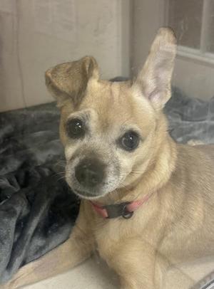 a small brown dog with large ears and a pink collar, lying on a dark blanket
