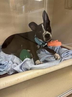 Hanny, Border Collie / Mixed Breed, puppy, available for adoption