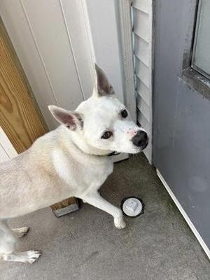 A white dog standing on a concrete surface near a door, with its head turned to the side.