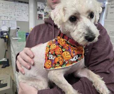 Hercules- please read my bio, Shih Tzu / Poodle, young, available for adoption