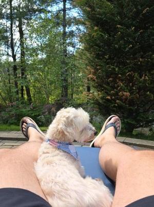 Simba (In Foster, call to schedule a meet), Maltese / Mixed Breed, senior, available for adoption