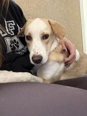 Sadie, Hound / Mixed Breed, puppy, available for adoption