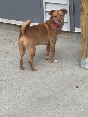 A brown dog with a red collar standing on a concrete surface.