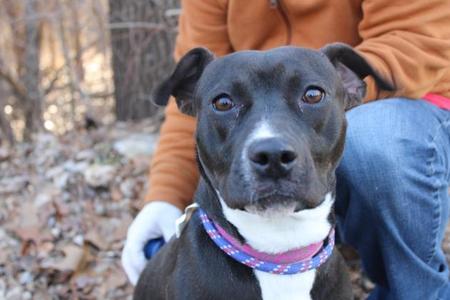 Clover, Labrador Retriever / Mixed Breed, young, available for adoption