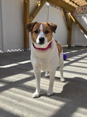 Dante, Beagle / Mixed Breed, senior, available for adoption