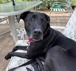 Rose(FKA BJ)- In Foster (call to schedule a meet), Labrador Retriever / Mixed Breed, puppy, available for adoption