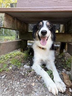Pepita, Border Collie, young, available for adoption