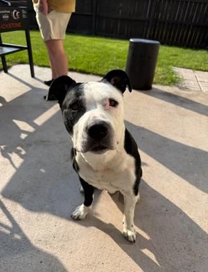 Rasta, Pit Bull Terrier, adult, available for adoption
