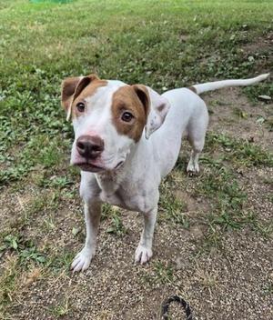 A white dog with brown patches on its ears and face, standing on a grassy area with a gravel path. The dog has a black nose and is looking directly at the camera.