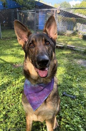 Taz, German Shepherd Dog, adult, available for adoption