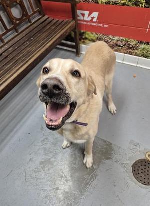 Harley, Mixed Breed, senior, available for adoption