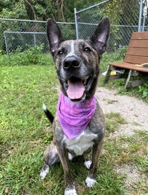 Hades, German Shepherd Dog, adult, available for adoption