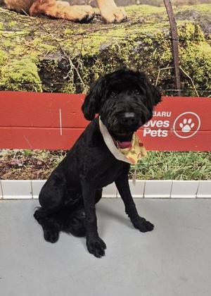 Ebony, Bouvier des Flandres, young, available for adoption