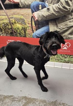 Sassy, Bouvier des Flandres, young, available for adoption