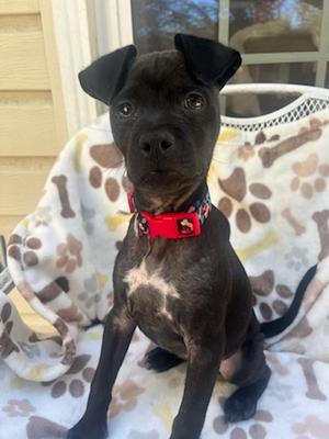 Bean, Mixed Breed, puppy, available for adoption