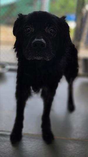 Ally, Mixed Breed, available for adoption