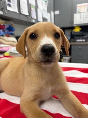 Amanda, Mixed Breed, puppy, available for adoption