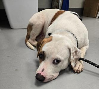 Bobert, Mixed Breed, young, available for adoption