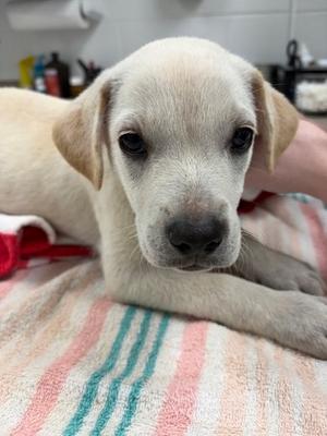 Clyde, Mixed Breed, puppy, available for adoption