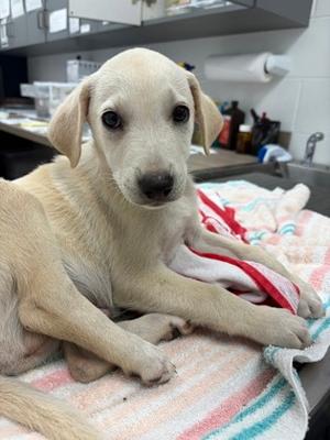 Archer, Mixed Breed, puppy, available for adoption