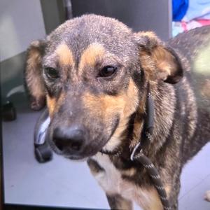 Ashley, Mixed Breed, young, available for adoption