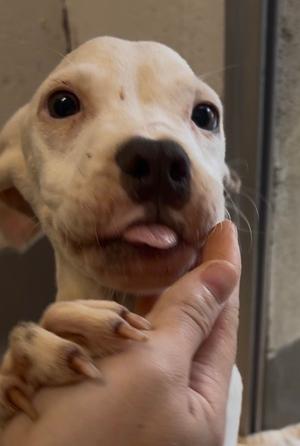 Bam Bam, Mixed Breed, young, available for adoption