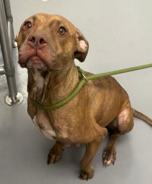 Aleah, Mixed Breed, adult, available for adoption