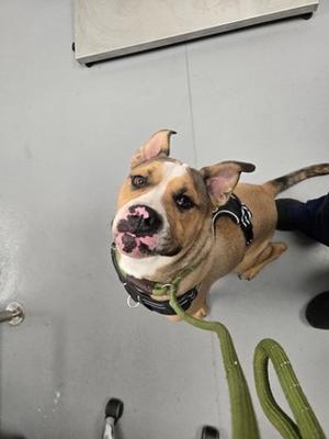 a brown and white dog with a black collar and a green leash