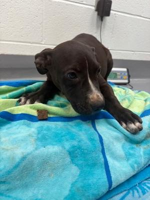 Adele, Mixed Breed, young, available for adoption