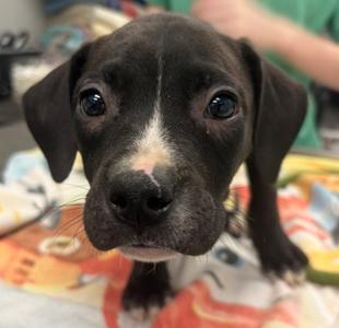Biggie Smalls, Mixed Breed, puppy, available for adoption