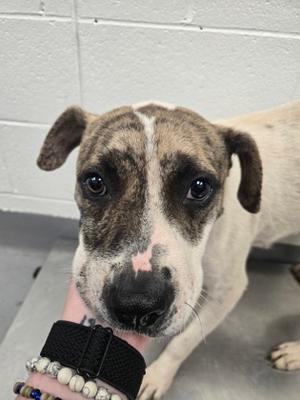 Betty, Mixed Breed, young, available for adoption