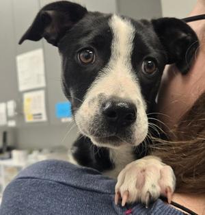 Bracken, Mixed Breed, puppy, available for adoption