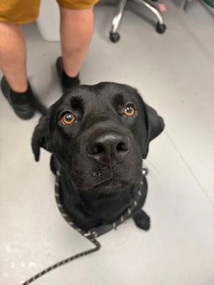 Ash, Mixed Breed, young, available for adoption