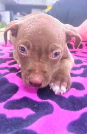 a brown puppy lying on a pink and black patterned blanket