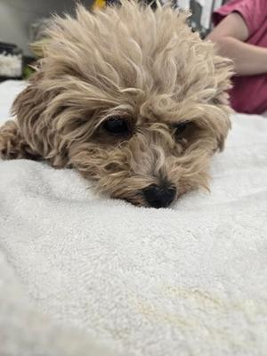 Charlie, Mixed Breed, adult, available for adoption