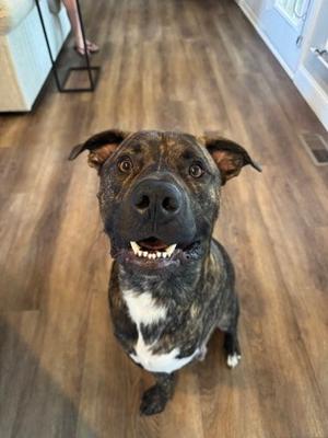 A brindle and white dog with a black muzzle sitting on a wooden floor, looking up with its mouth open and teeth showing.