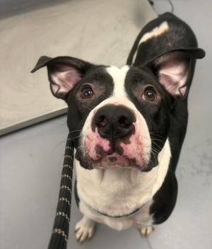 Big Poppa, Mixed Breed, adult, available for adoption