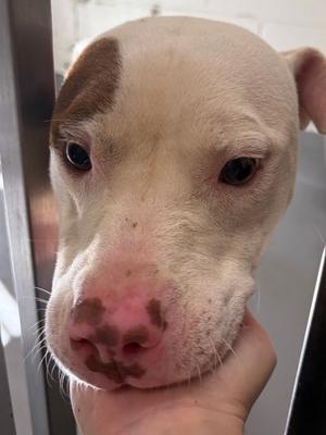 A close-up of a white and brown dog with a pink nose, being held by a person's hand.