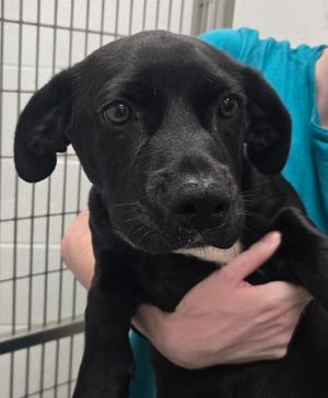 Chester, Mixed Breed, puppy, available for adoption