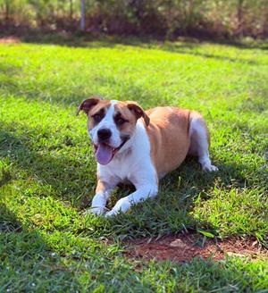 Eren, Mixed Breed, young, available for adoption