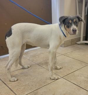 A white dog with black and brown patches on its back and face, wearing a blue collar, standing on a tiled floor.